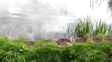 Su, gölette. Tahta kütüklü bir gölet. Göletin etrafında bir saz yetişir. Bulutlar suya yansır. Su rüzgardan gelen dalgalanmaları görünür.
