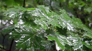 Ağacın yapraklarına damlayan yağmur. Yağmur suyu damlacıklarında yeşil yapraklar. Yağmur mevsimi. Büyük akçaağaç yapraklarına odaklanın.