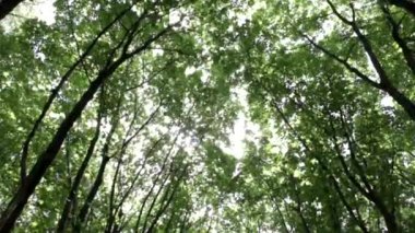 Güneş ışınları yapraklar arasından geçer. Park alanında güzel bir orman. Yaz. Güneş parlıyor..