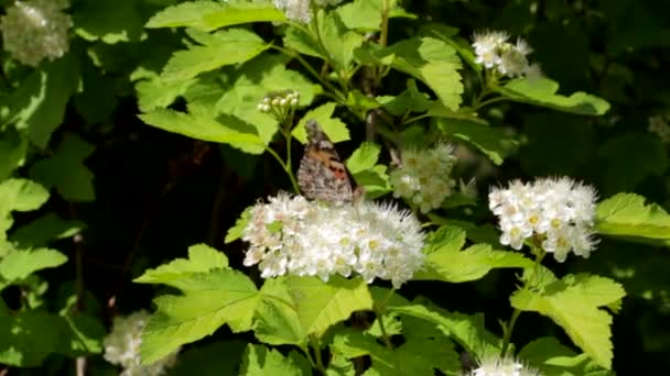 Kelebek Ürtikeri Beyaz Bir Çiçeğin Üzerinde Oturur Yazın Kelebek Beyaz — Stok video