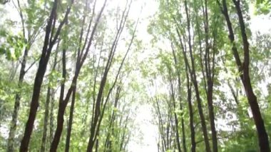 Güneş ışınları yapraklar arasından geçer. Park alanında güzel bir orman. Yaz. Güneş parlıyor..