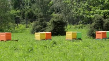 Arılar ile apiary içinde çok renkli arı kovanları. Arıcılık. Çayırda arı kovanları.