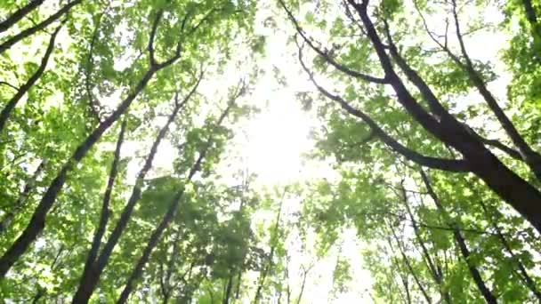 Zonnestralen Maken Hun Weg Door Het Loof Prachtig Bos Het — Stockvideo