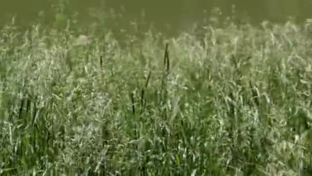 바람이 잔디를 휘젓습니다 여름에 스파이크릿이 닫힙습니다 들판의 잔디에 바람이 — 비디오