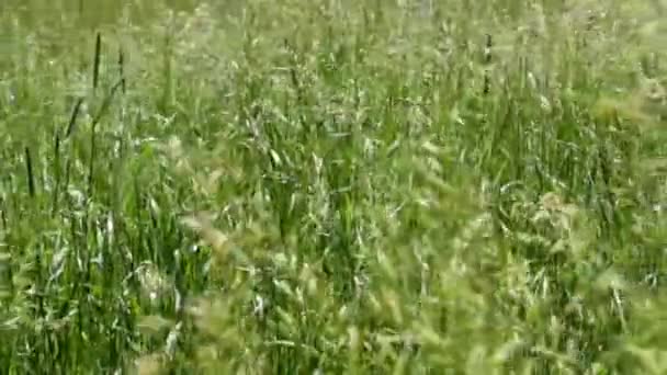 风搅动着草 大自然在夏天 尖刺特写 风吹在田野的草地上 — 图库视频影像
