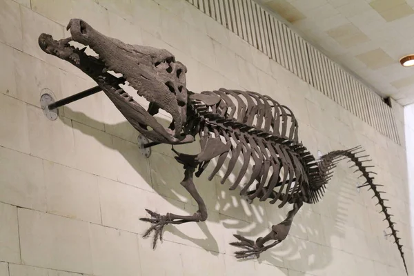 Paleontologické muzeum. Lebky a kostry dinosaurů. — Stock fotografie