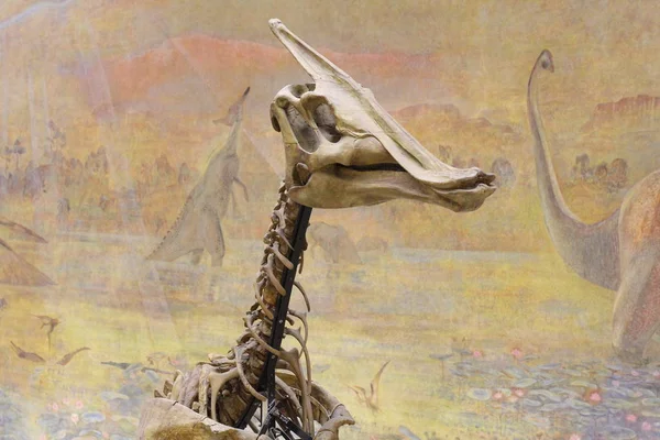 Paleontologické muzeum. Lebky a kostry dinosaurů. — Stock fotografie