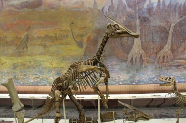 Paleontoloji Müzesi. Dinozorların kafatasları ve iskeletleri.