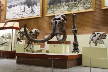 Paleontoloji Müzesi. Dinozorların kafatasları ve iskeletleri.