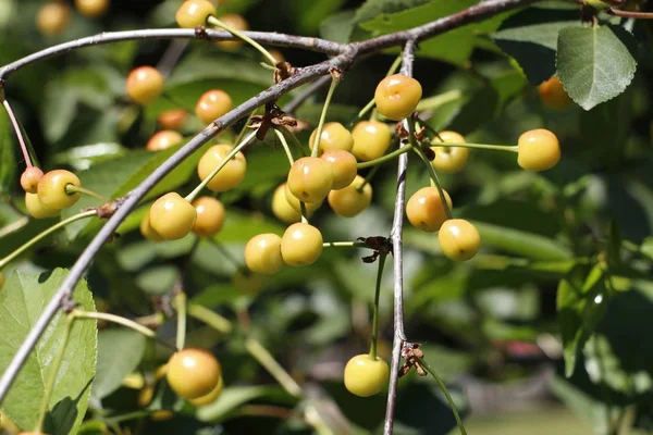 A cereja começa a amadurecer em um galho de árvore. Cerejeira de fruto . — Fotografia de Stock