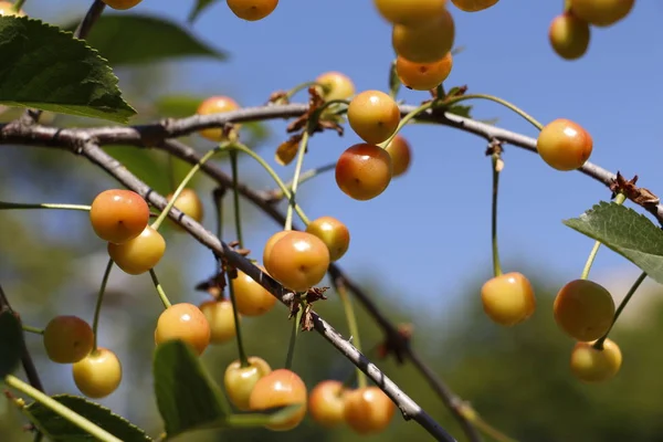 Cherry begins to ripen on a tree branch. Fruit cherry tree. — Stock Photo, Image