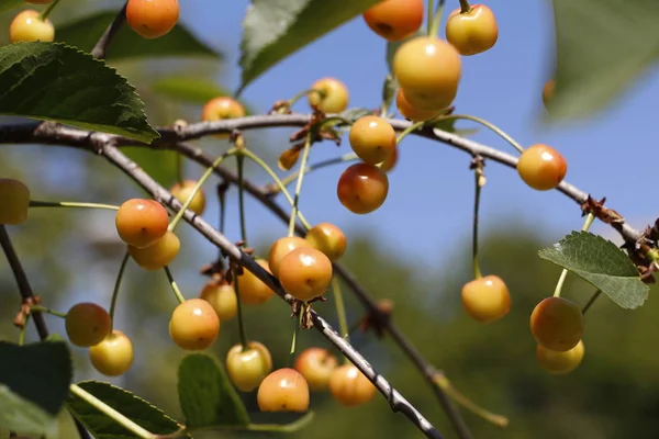 La cereza comienza a madurar en una rama de árbol. Cerezo de frutas . —  Fotos de Stock