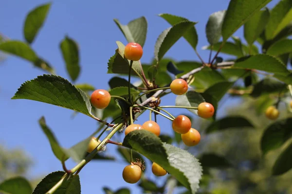 La cereza comienza a madurar en una rama de árbol. Cerezo de frutas . —  Fotos de Stock