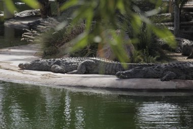 Timsahlar güneşin tadını çıkarır. Gölde timsahlar.