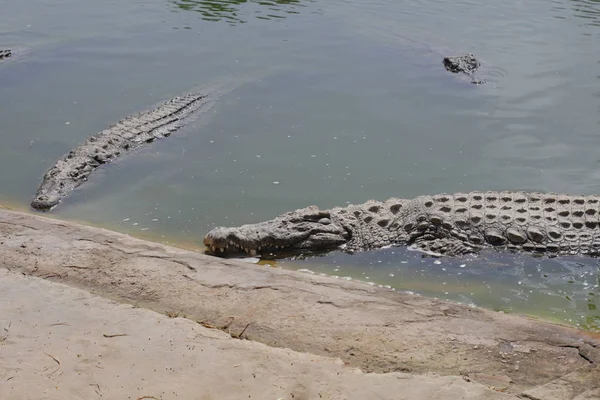 Krokodillen koesteren in de zon. Krokodillen in de vijver. — Stockfoto