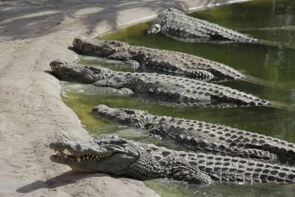 Os crocodilos banham-se ao sol. Crocodilos na lagoa . — Fotografia de Stock