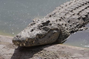Bir timsah güneşin tadını çıkarır. Timsah çiftliği.