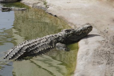 Bir timsah güneşin tadını çıkarır. Timsah çiftliği.