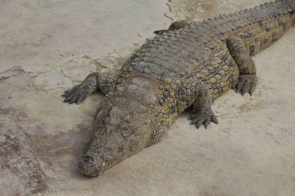 Jeden Krokodýlí Baje na slunci. Krokodýlí farma. — Stock fotografie