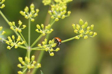 Çim arka planda uğur böceği. Makro kırmızı uğur böceği.