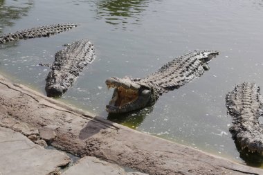 Dişlerini gösteren bir timsah. Açık çenetimsah.