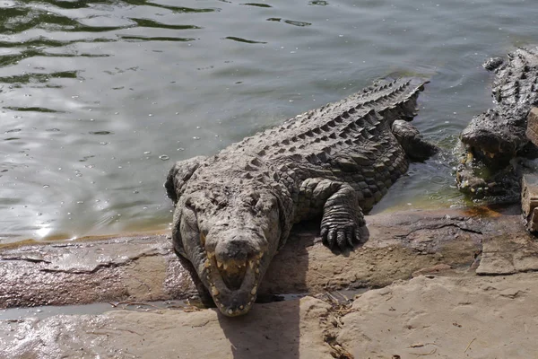 Jeden krokodyl przedstawiający zęby. Otwarte szczęki krokodyla. — Zdjęcie stockowe
