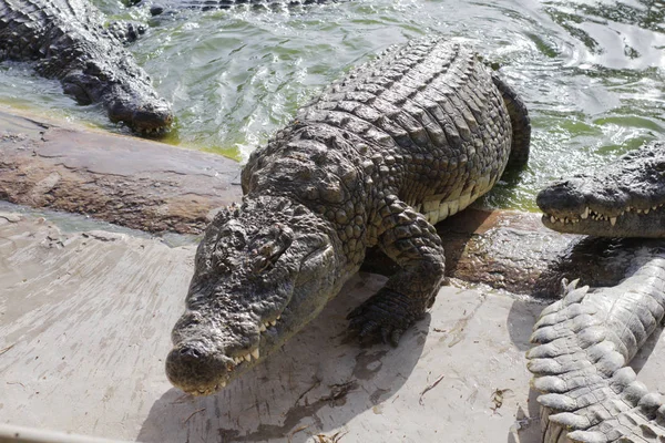 Krokodillen koesteren in de zon. Krokodillen in de vijver. — Stockfoto