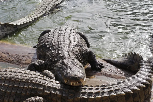 Os crocodilos banham-se ao sol. Crocodilos na lagoa . — Fotografia de Stock