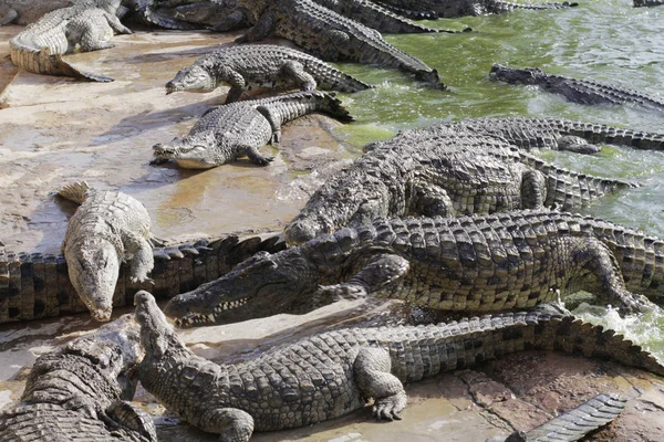 Crocodilii se scufundă în soare. Crocodili în iaz . — Fotografie, imagine de stoc