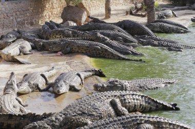 Timsahları timsah çiftliğinde beslemek. Gölde timsahlar.
