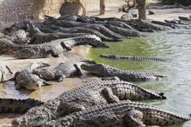 Timsahları timsah çiftliğinde beslemek. Gölde timsahlar.