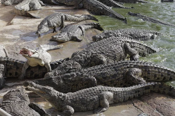 Hrănirea crocodililor la o fermă de crocodil. Crocodili în iaz . — Fotografie, imagine de stoc