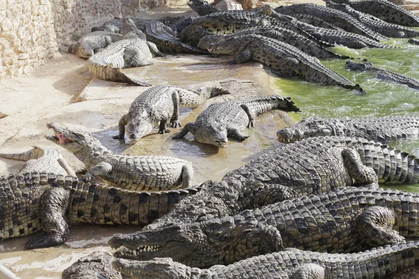 Krmí krokodýly na Krokodýlí farmě. Krokodýli v rybníčku. — Stock fotografie