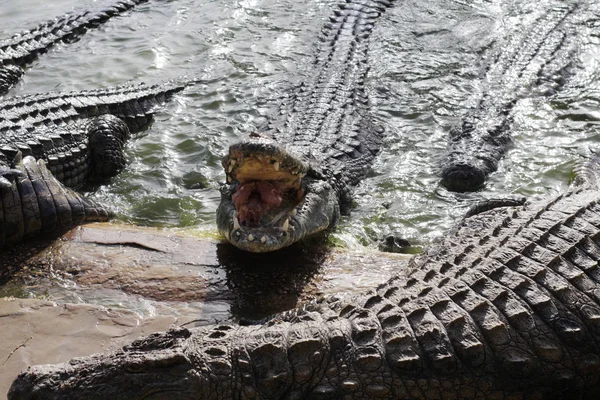 Krmí krokodýly na Krokodýlí farmě. Krokodýli v rybníčku. — Stock fotografie