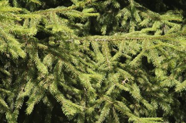 Spruce 'un dalları yakın plan. Kış tatili konsepti, Noel geçmişi.