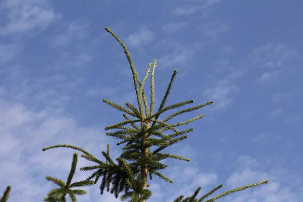 A branch of spruce against the background of blue sky and white clouds. — Stock Photo, Image