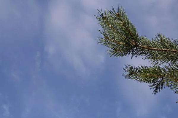 Um ramo de abeto contra o fundo do céu azul e nuvens brancas . — Fotografia de Stock