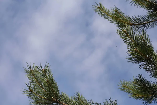 Гілка ялини на тлі блакитного неба та білих хмар . — стокове фото