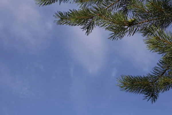 Una rama de abeto sobre el fondo del cielo azul y las nubes blancas . —  Fotos de Stock