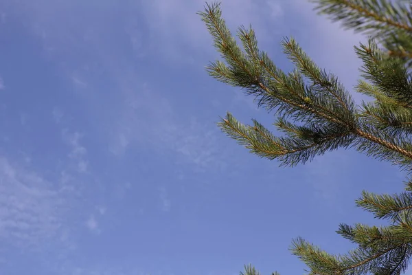 Una rama de abeto sobre el fondo del cielo azul y las nubes blancas . —  Fotos de Stock