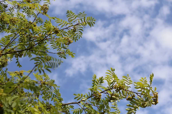 파란 하늘 과흰 구름을 배경으로 가지들이 뻗어 있다. — 스톡 사진