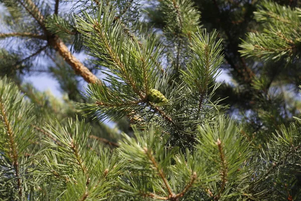 Zweige von Fichten in Großaufnahme. Winterurlaubskonzept, weihnachtlicher Hintergrund. — Stockfoto