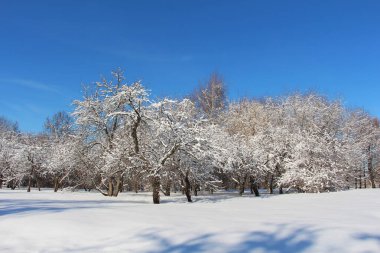 Beautiful trees covered in white snow. Winter park.