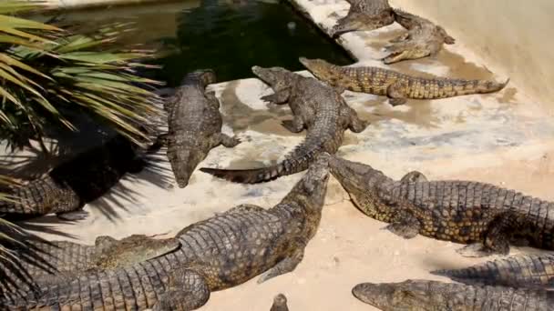 Les crocodiles se prélassent au soleil. Des crocodiles dans l'étang. Ferme de crocodiles. Culture de crocodiles. Crocodile dents tranchantes .