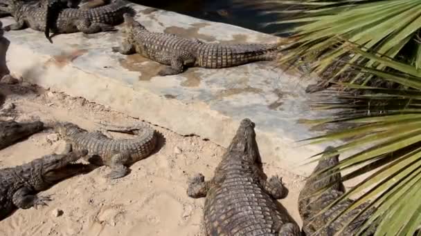 Krokodillen Koesteren Zon Krokodillen Vijver Krokodillenboerderij Teelt Van Krokodillen Krokodil — Stockvideo