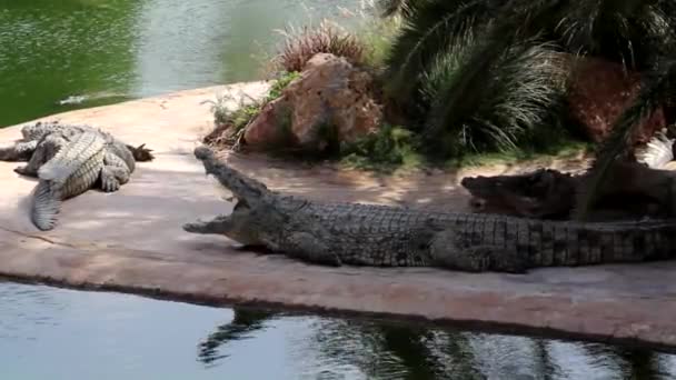 One Crocodile Showing Teeth Open Jaws Crocodile Crocodile Farm Cultivation — Stock Video