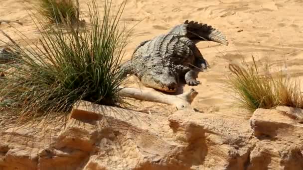 One Crocodile Showing Teeth Open Jaws Crocodile Crocodile Farm Cultivation — Stock Video