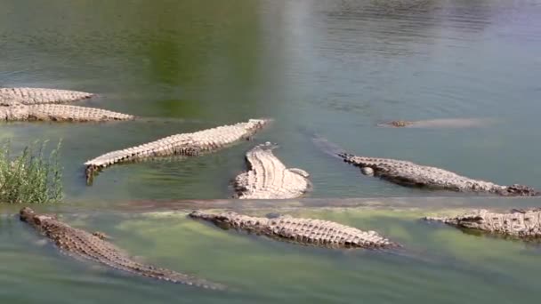 Mulţi Crocodili Scufundă Soare Crocodil Iaz Fermă Crocodil Cultivarea Crocodililor — Videoclip de stoc