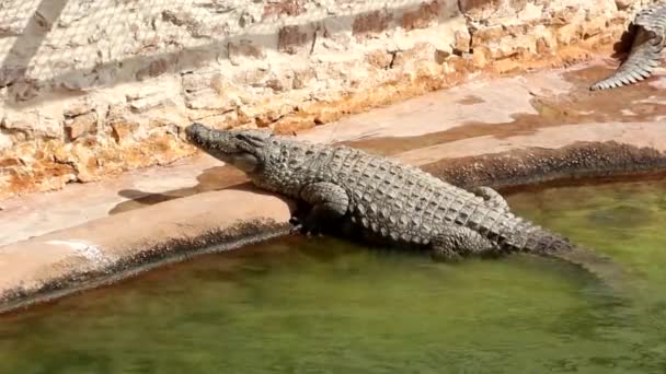Крокодилы Греются Солнце Крокодилы Пруду Один Крокодил Выходит Пруда Крокодиловая — стоковое видео
