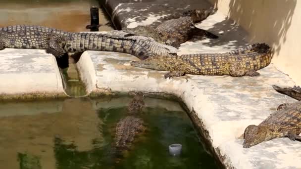 Многие Крокодилы Греются Солнце Крокодил Пруду Крокодиловая Ферма Культивация Крокодилов — стоковое видео